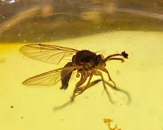 Ámbar Dominicano con Mosca