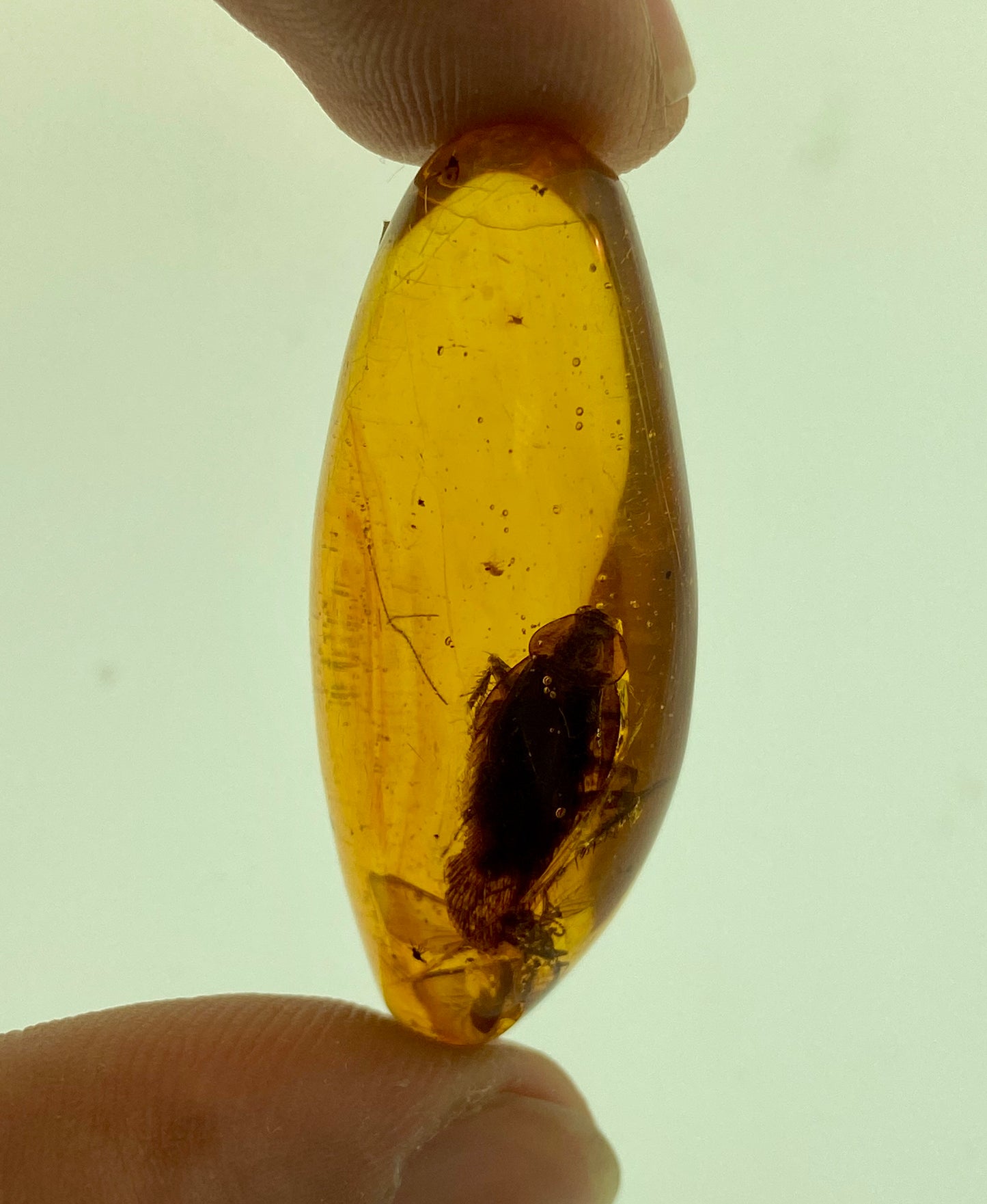 Ámbar Dominicano con Cucaracha