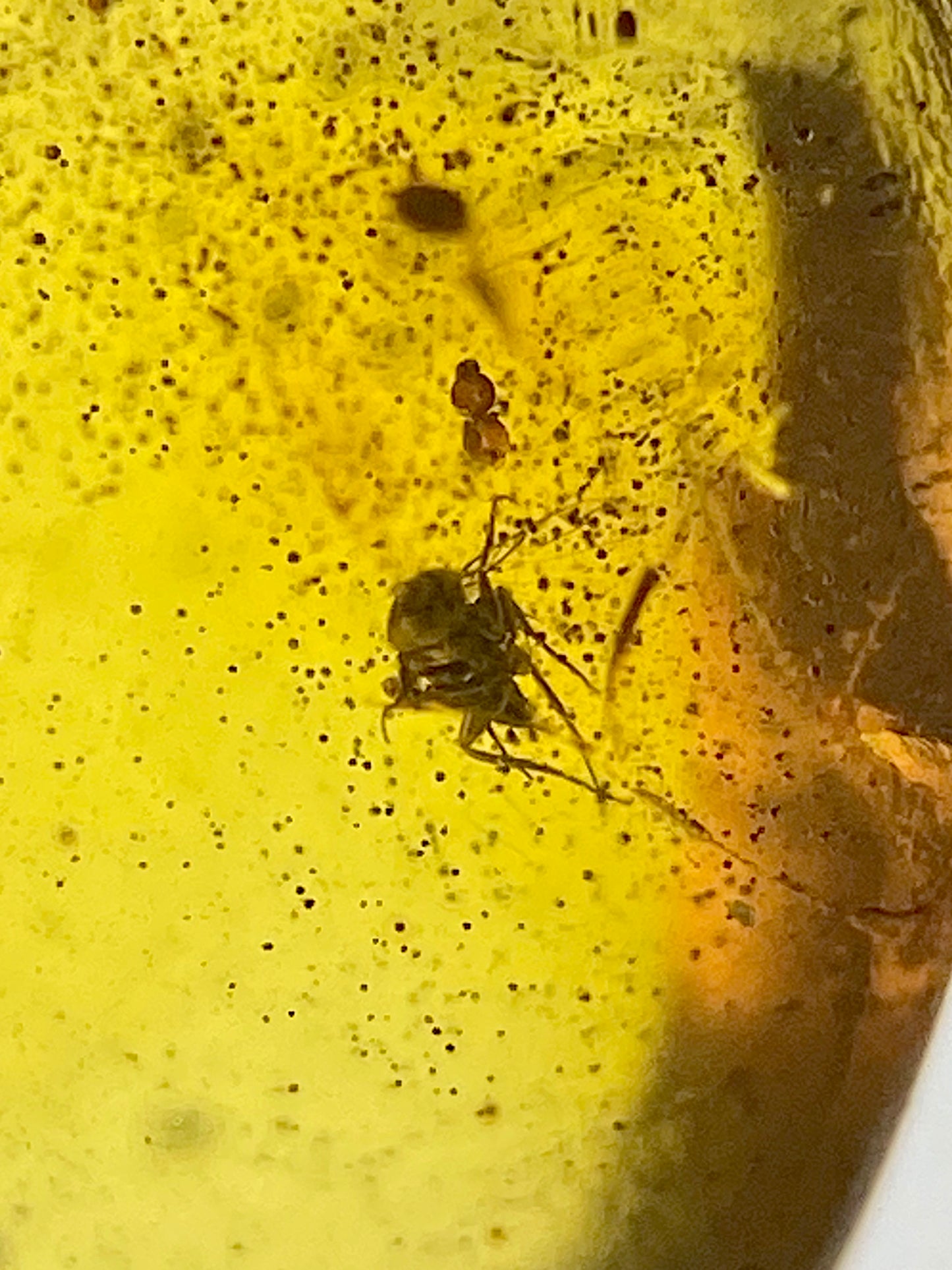 Ámbar Dominicano con Dípteros