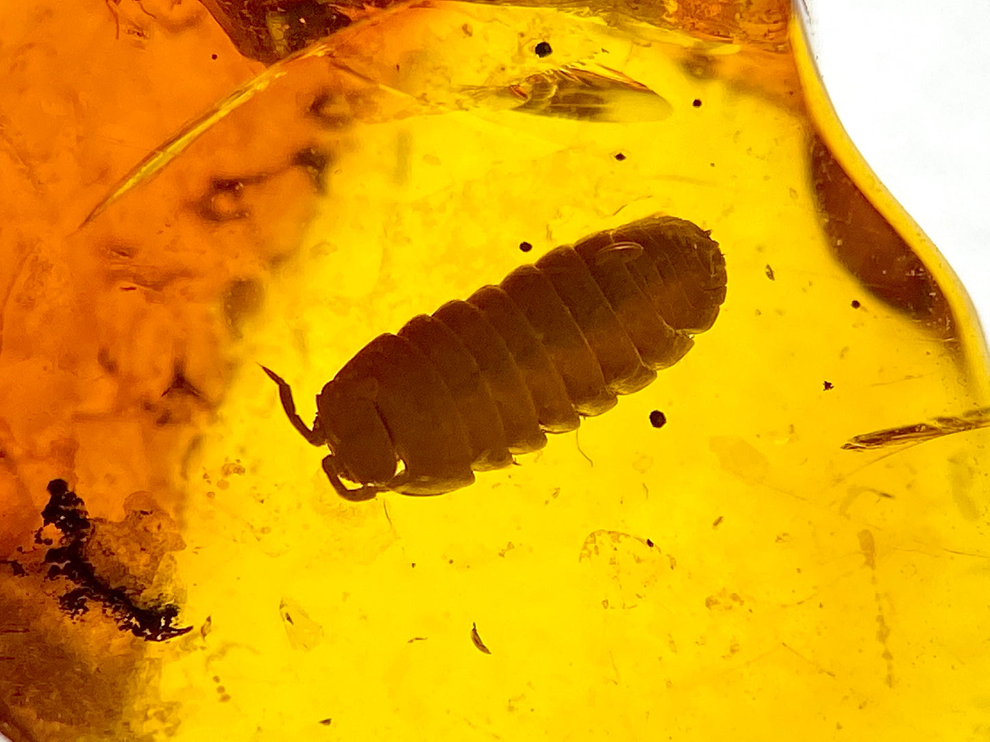 Ámbar Dominicano con Cochinilla y Hormiga