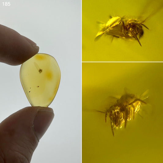 Ámbar Dominicano con Araña