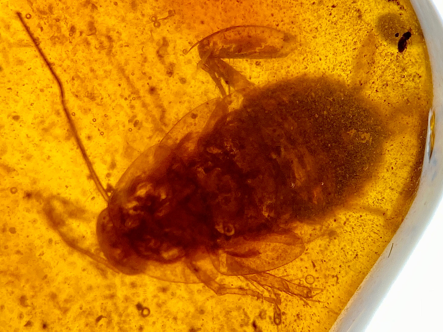 Ámbar Dominicano con Cucaracha