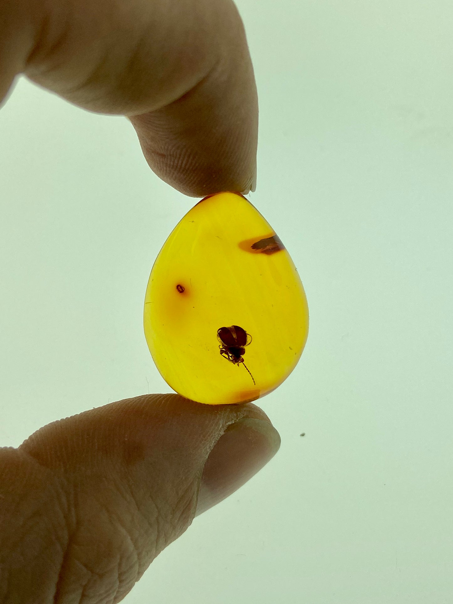 Ámbar Dominicano con Escarabajo