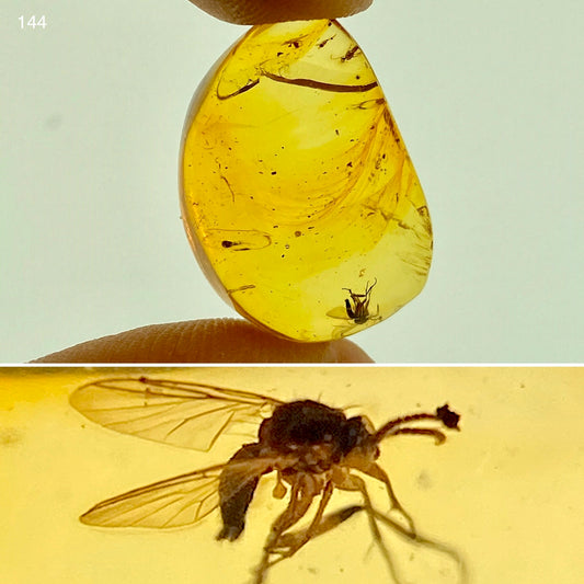 Ámbar Dominicano con Mosca
