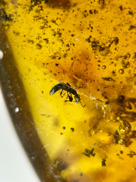 Ámbar Dominicano con Ácaro