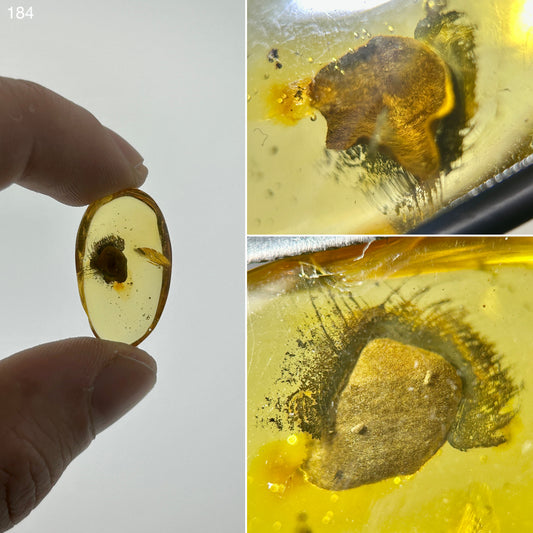 Ámbar Dominicano con Semilla