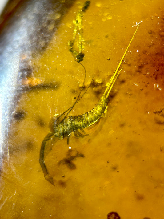 Ámbar Dominicano con Pez de Plata