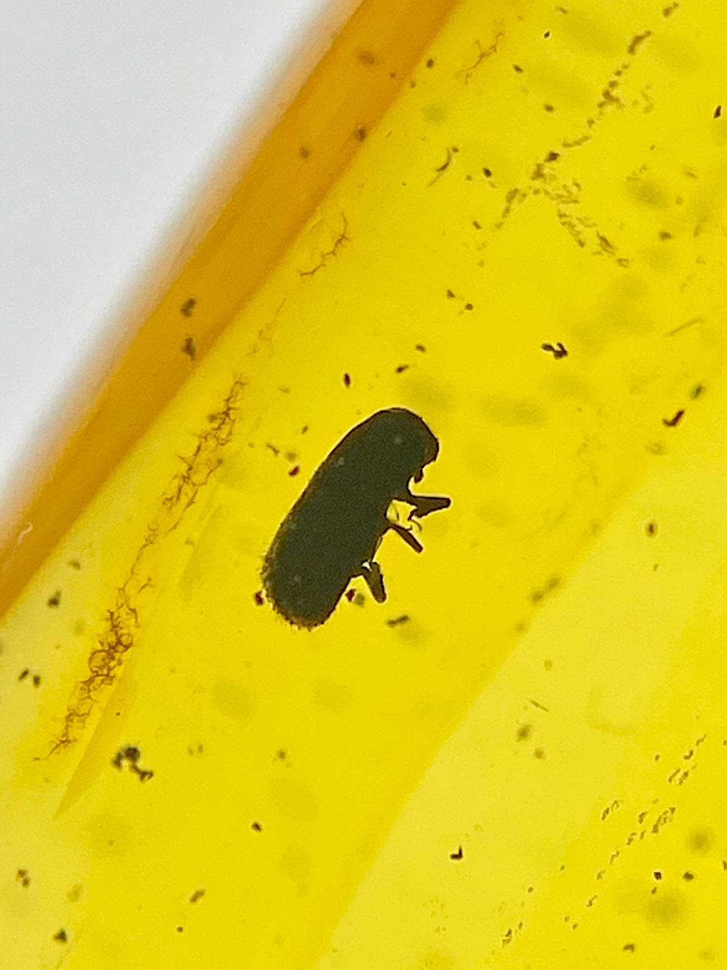 Ámbar Dominicano con Coleópteros