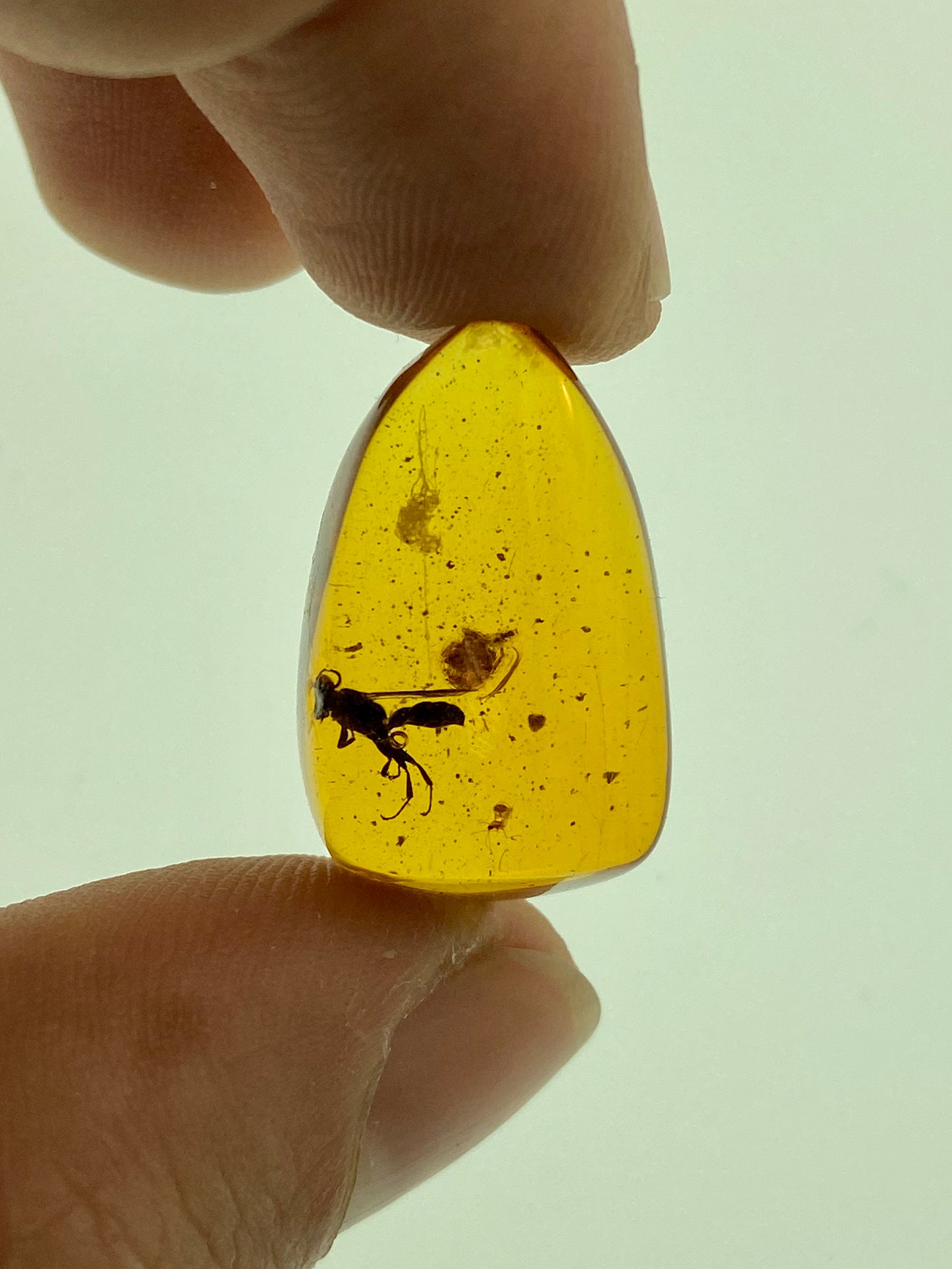 Ámbar Dominicano con Telaraña