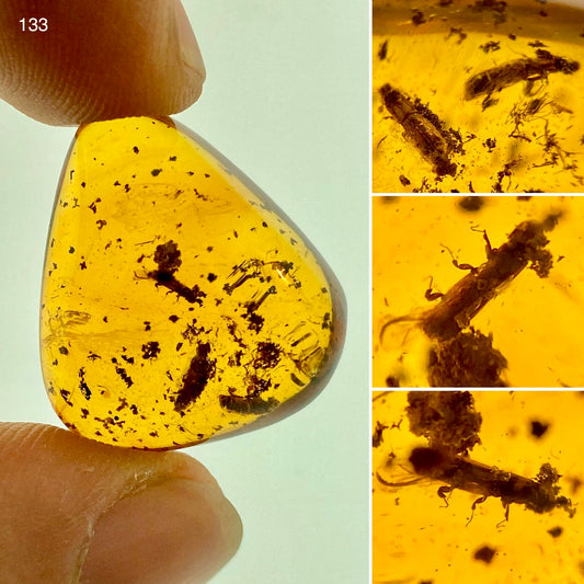 Ámbar Dominicano con Carcomas