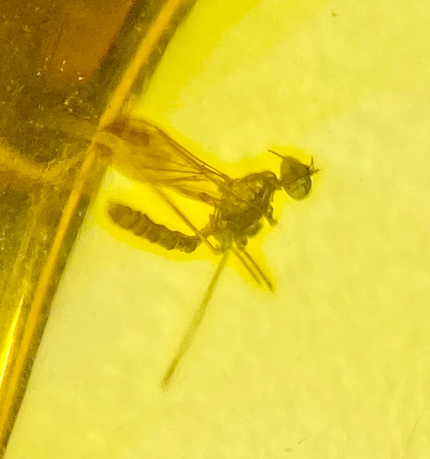 Ámbar Dominicano con Neuroptera