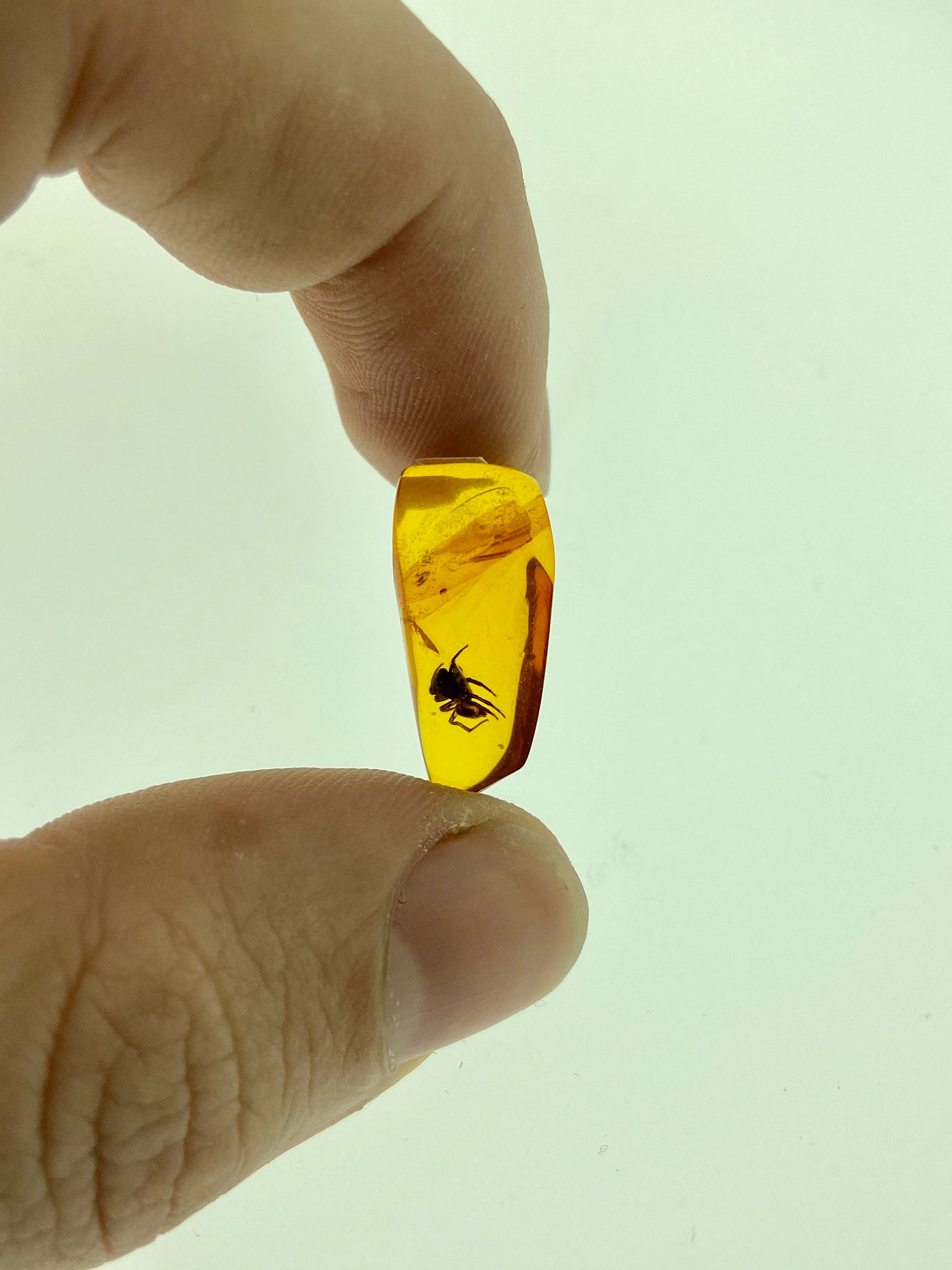 Ámbar Dominicano con Araña