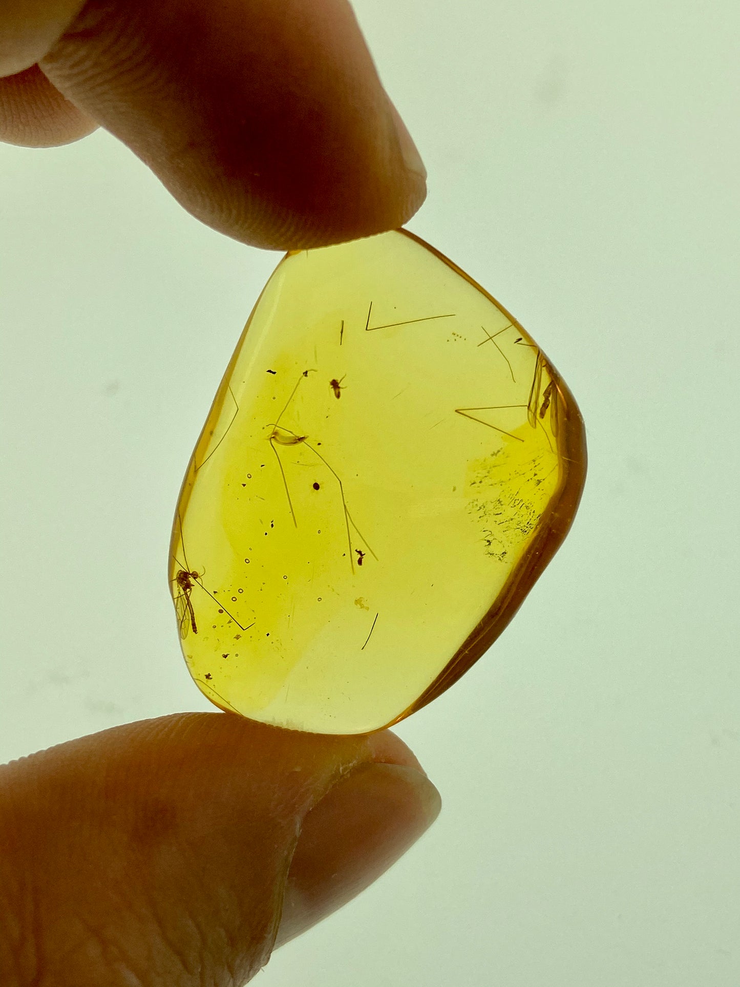 Ámbar Dominicano con Mosquito