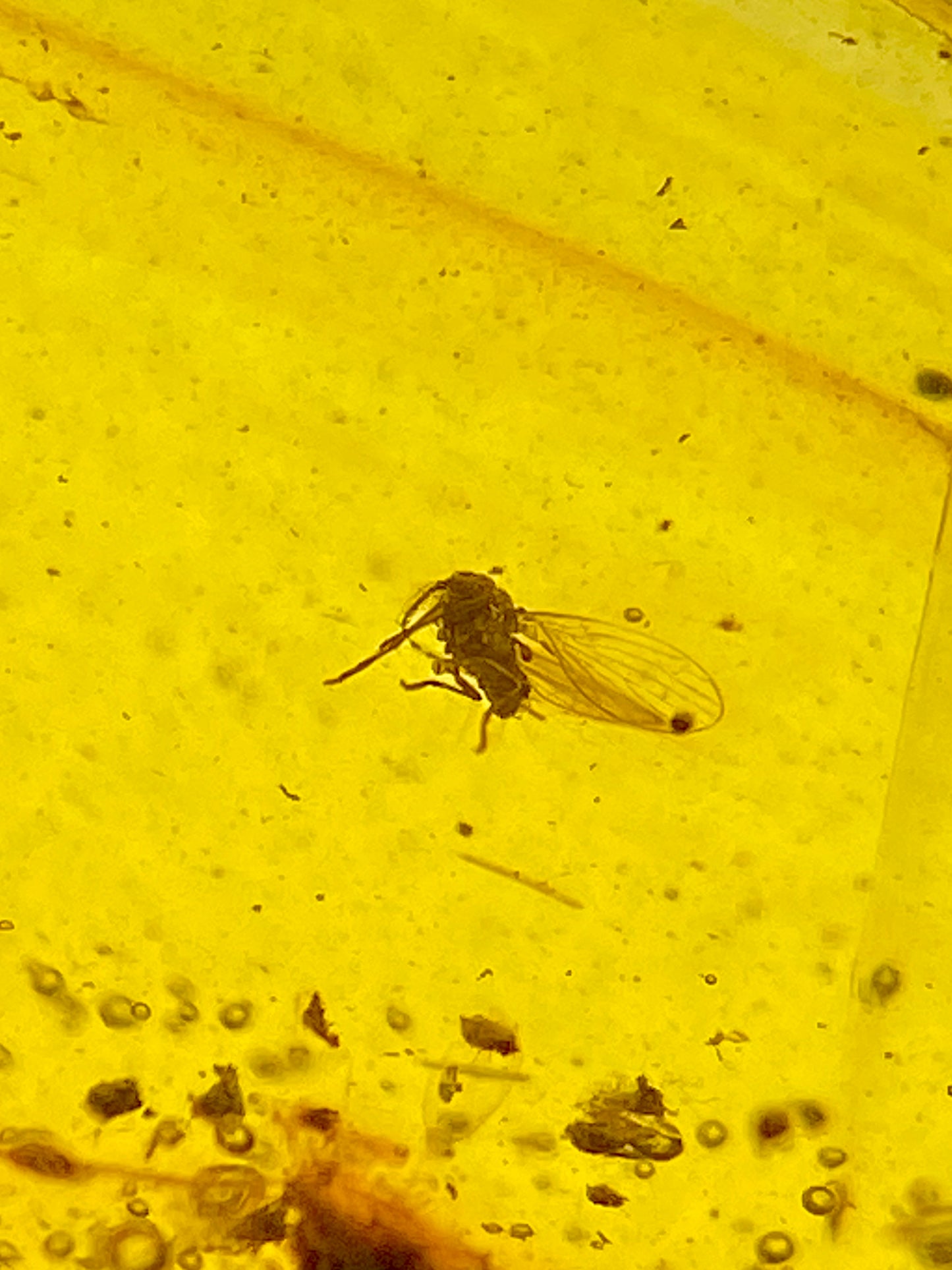 Ámbar Dominicano con Dípteros