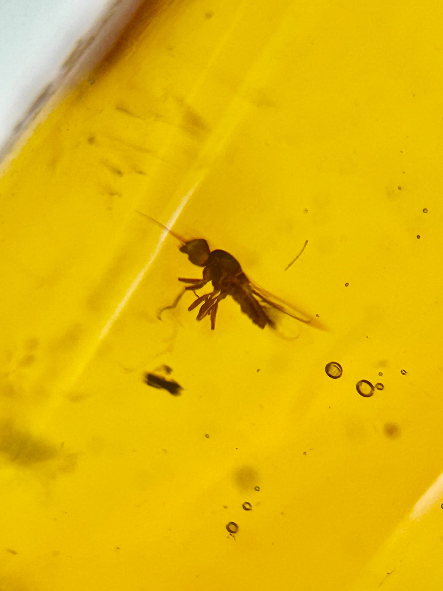 Ámbar Dominicano con Araña