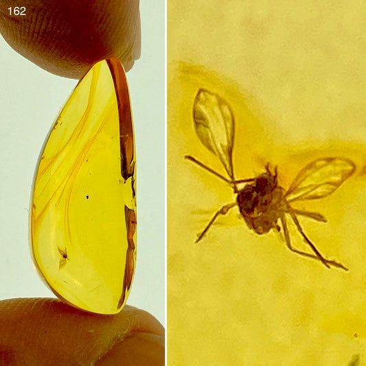 Ámbar Dominicano con Mosquito