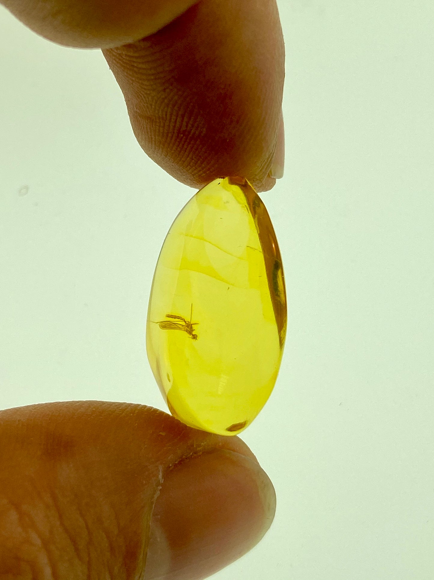 Ámbar Dominicano con Neuroptera