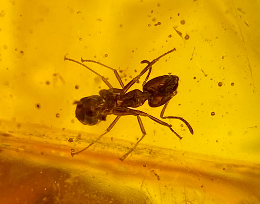 Ámbar Dominicano con Hormiga