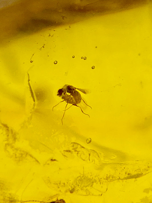 Ámbar Dominicano con Dípteros