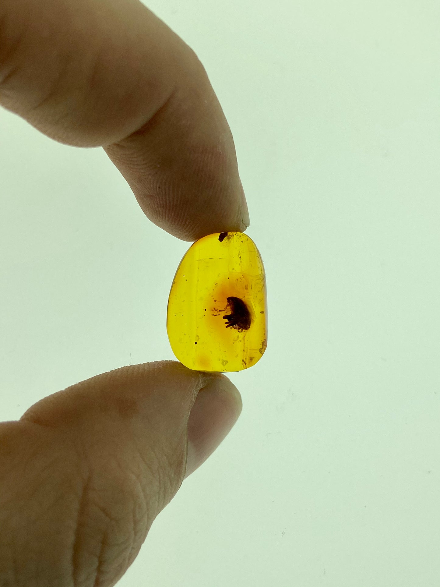 Ámbar Dominicano con Escarabajo