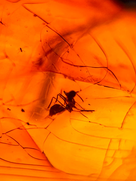 Ámbar Dominicano con Hormigas