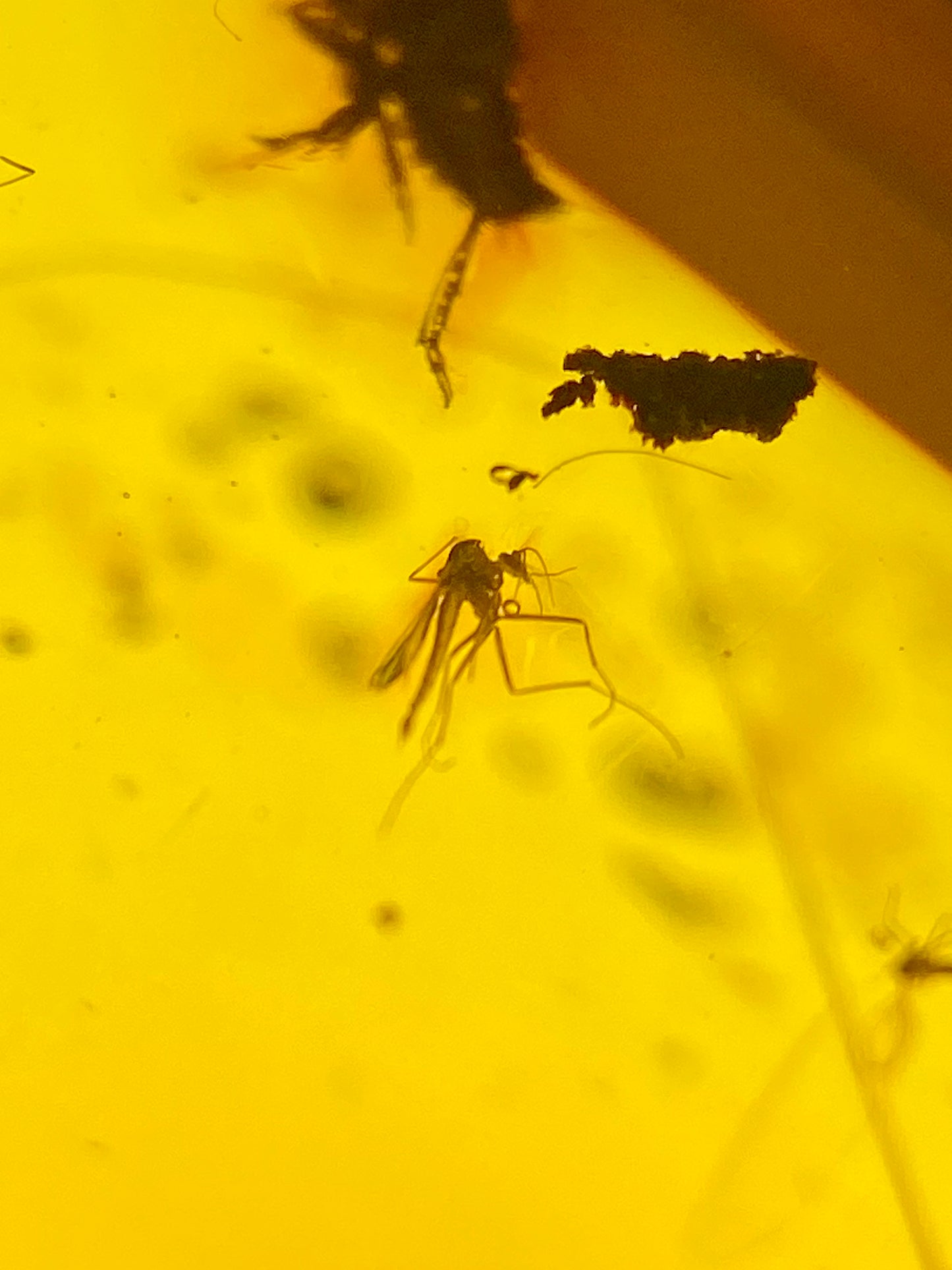 Ámbar Dominicano con Hemíptera