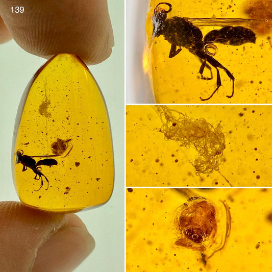 Ámbar Dominicano con Telaraña