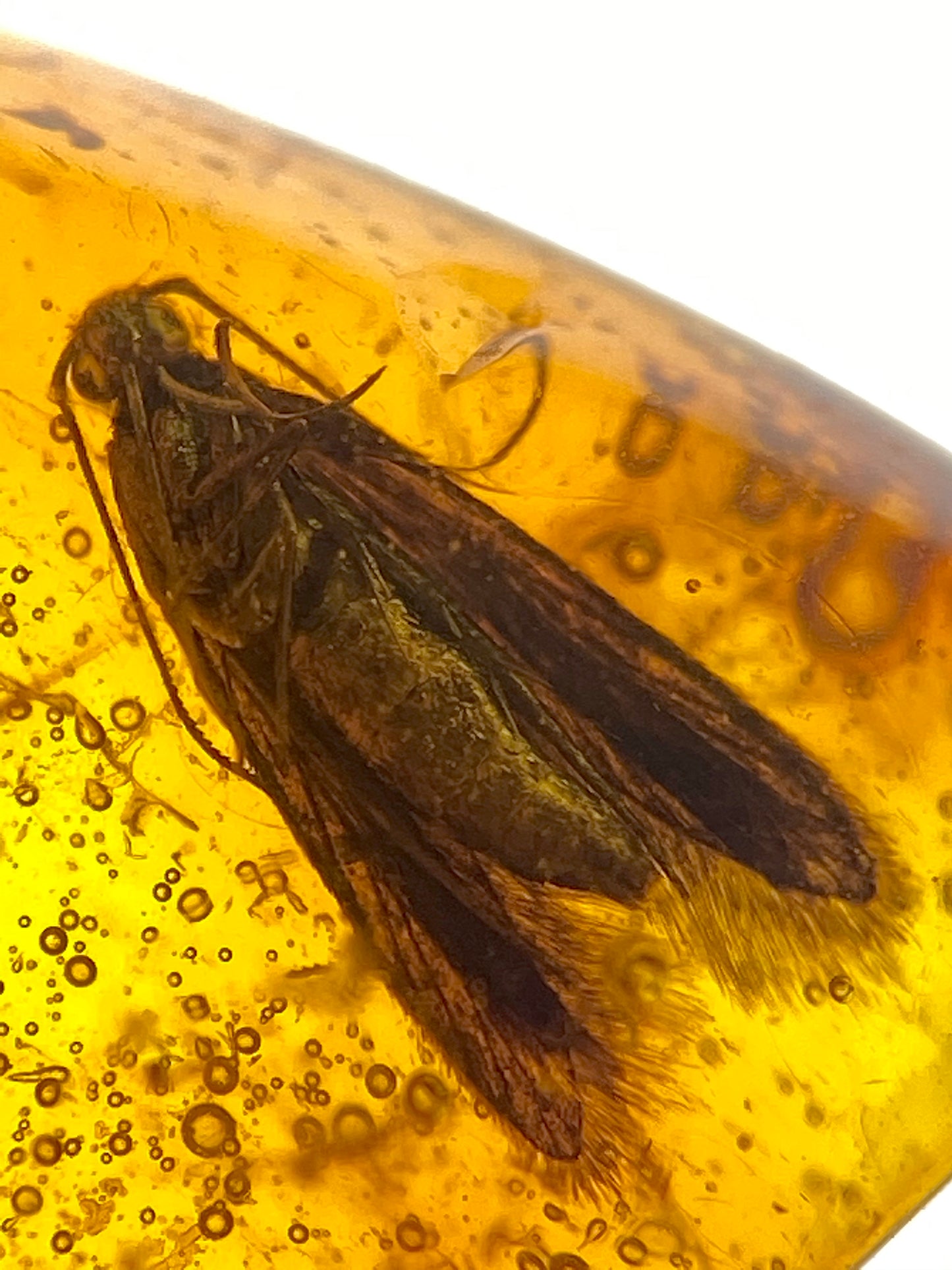 Ámbar Dominicano con Polilla