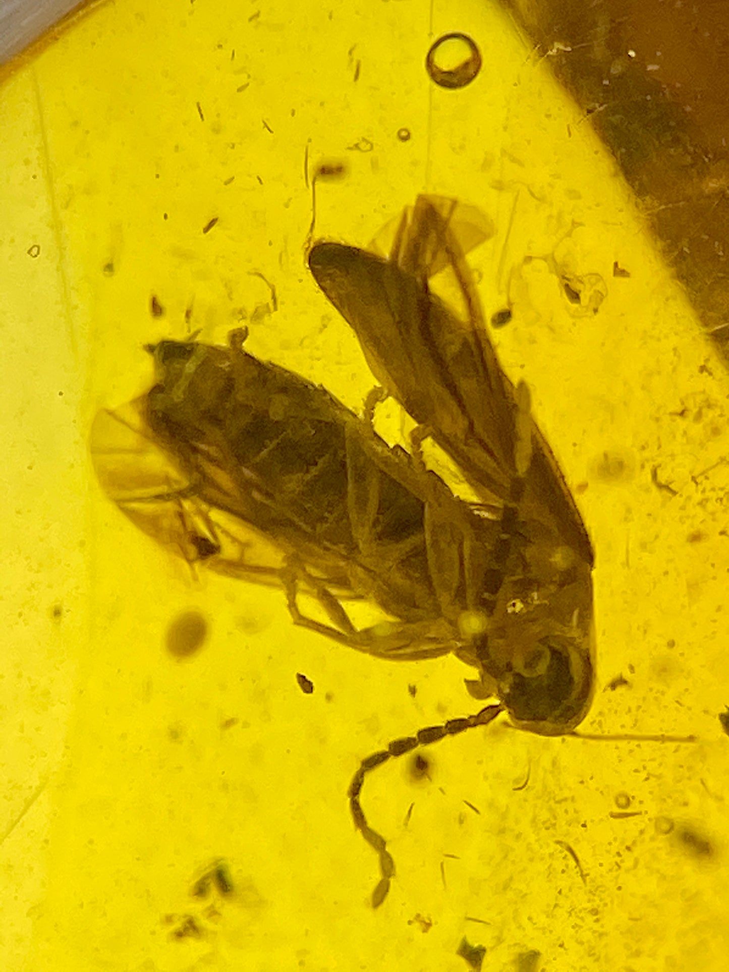 Ámbar Dominicano con Coleópteros