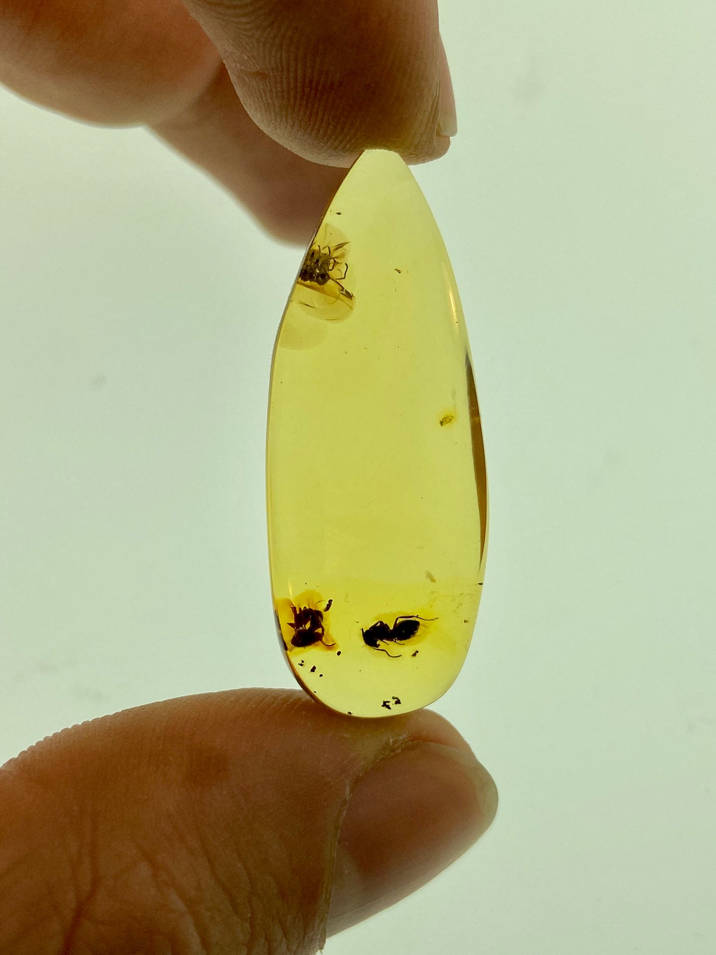 Ámbar Dominicano con Hormigas