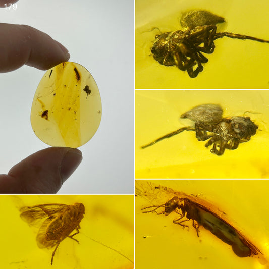 Ámbar Dominicano con Araña