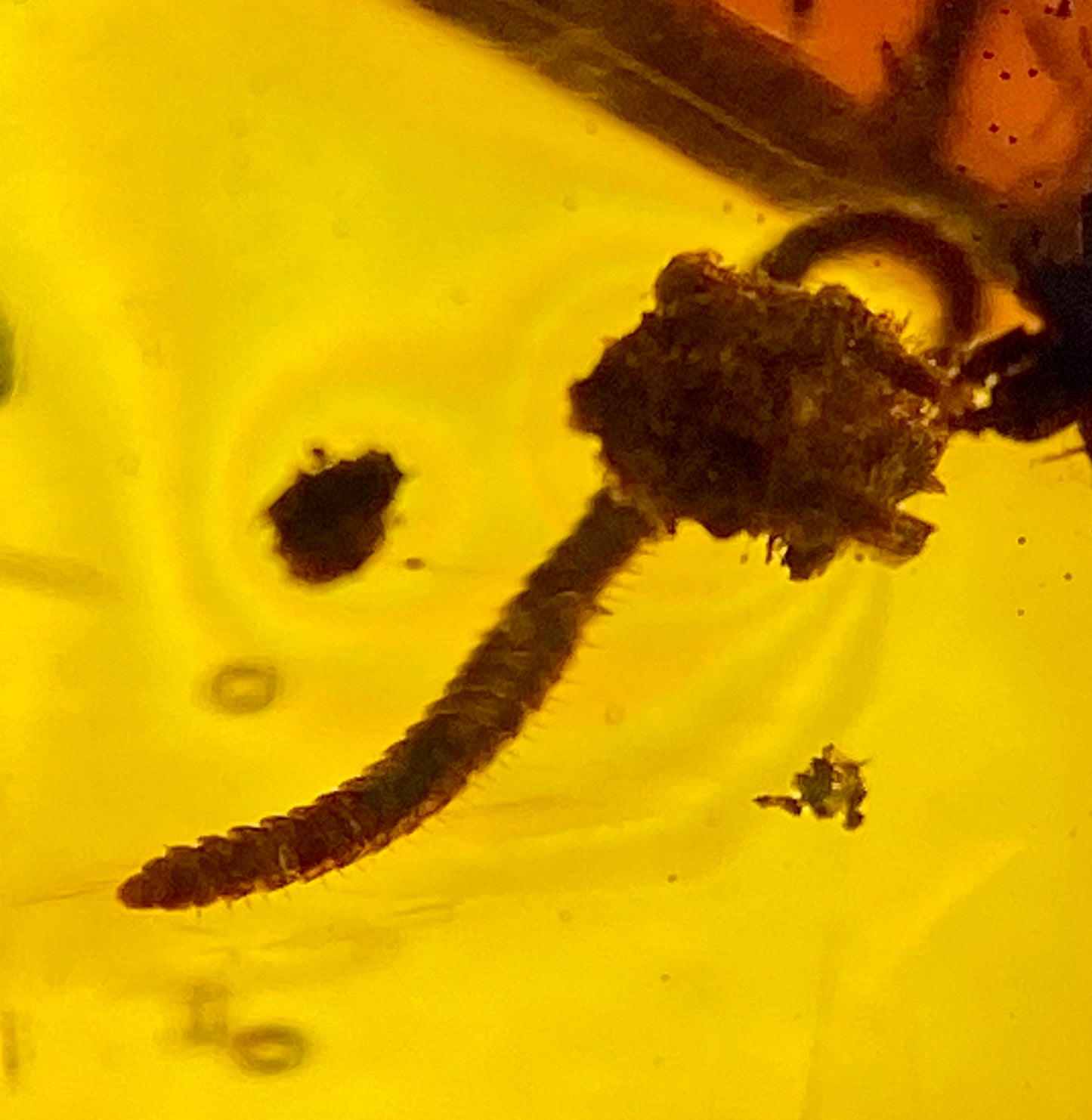 Ámbar Dominicano con Larva