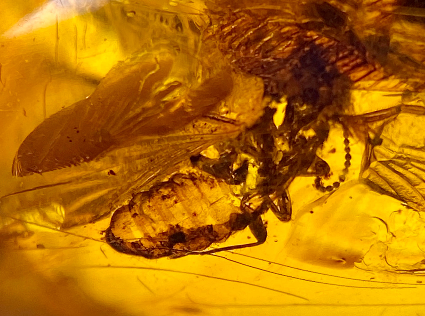 Ámbar Dominicano con Cucaracha