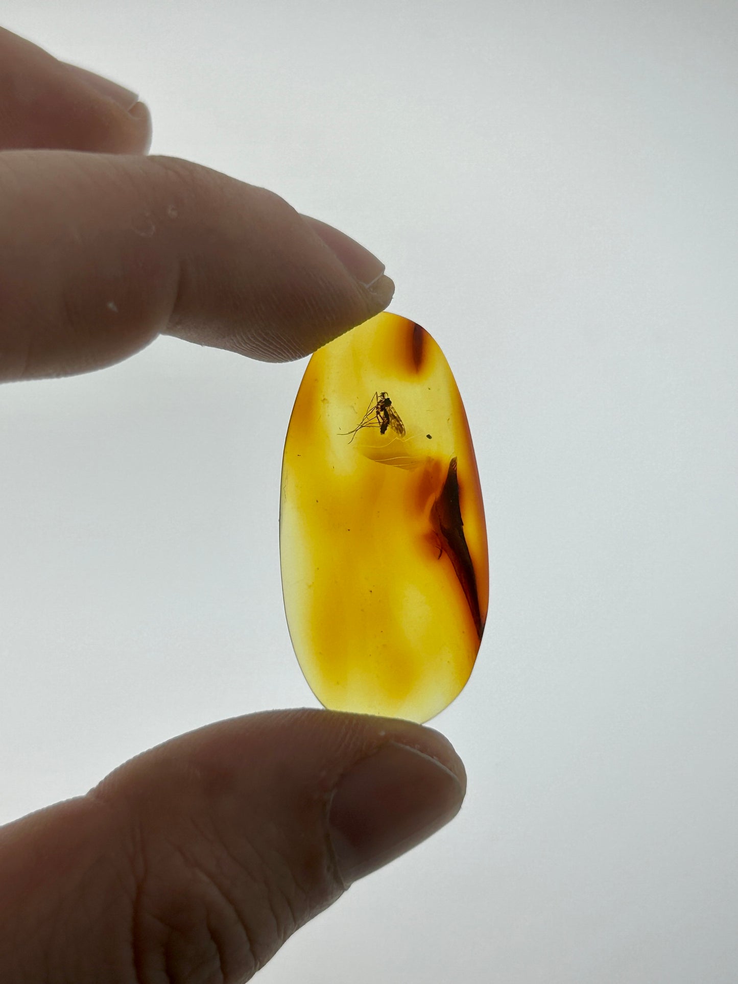 Ámbar Dominicano con Mosquito