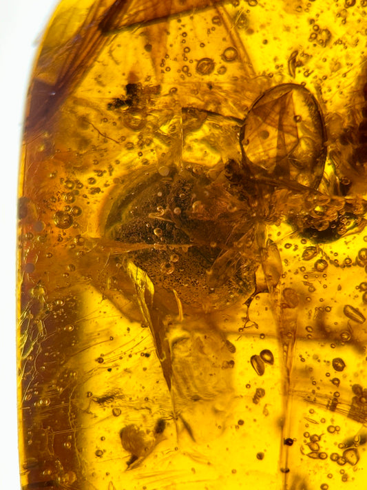 Ámbar Dominicano con Lepidóptero
