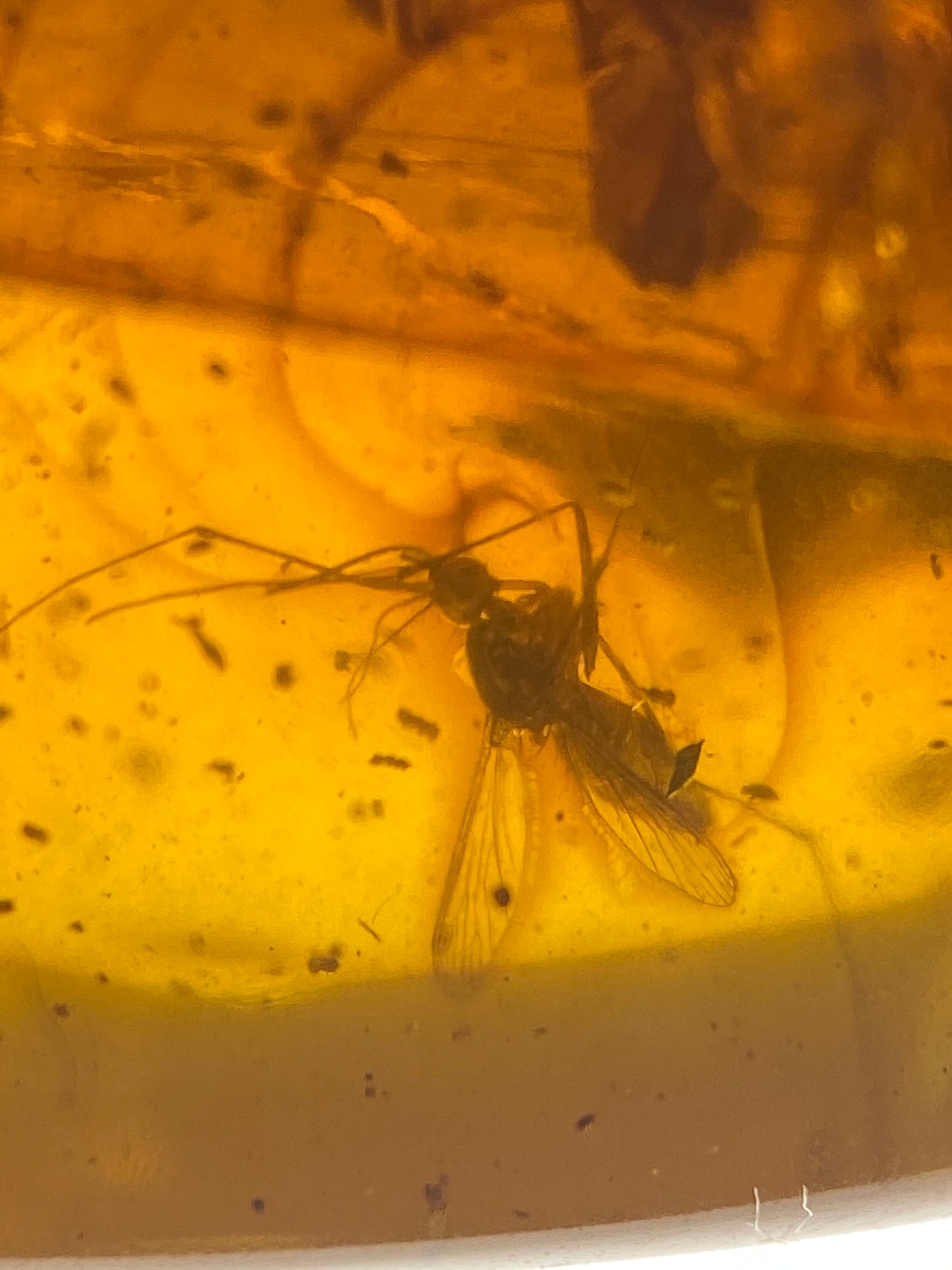 Ámbar Dominicano con Mosquito