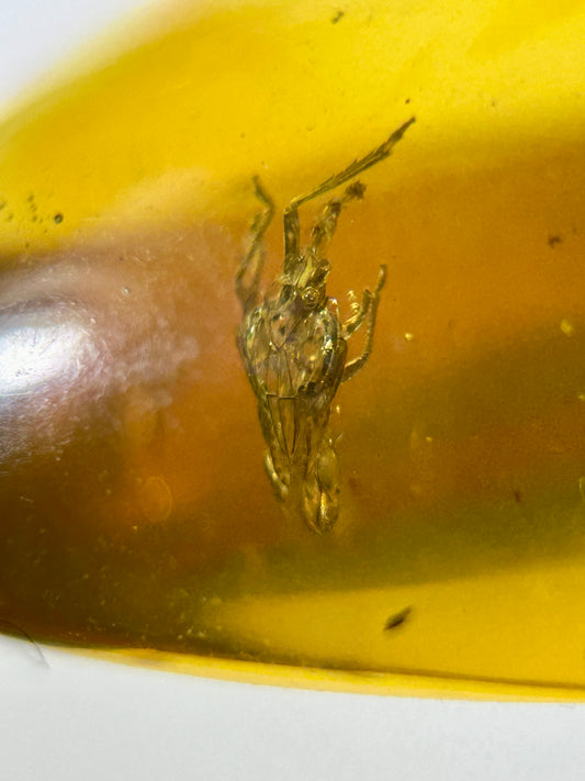 Ámbar Dominicano con Ninfa