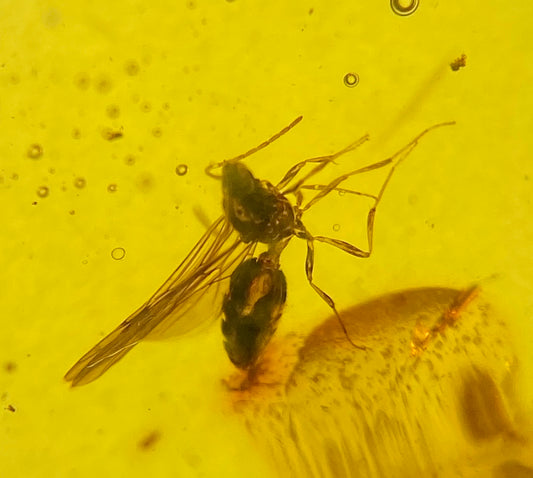 Ámbar Dominicano con Hormiga Alada