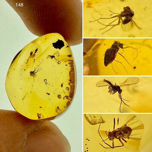 Ámbar Dominicano con Araña