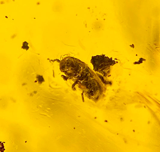 Ámbar Dominicano con Escarabajos