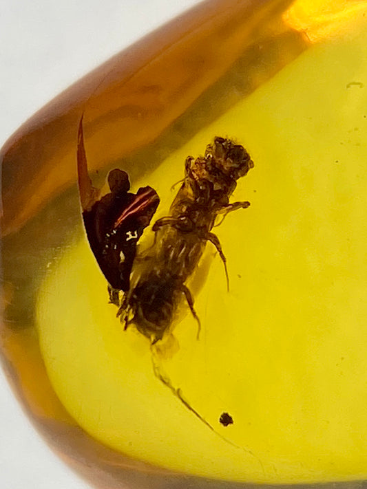 Ámbar Dominicano con Carcoma