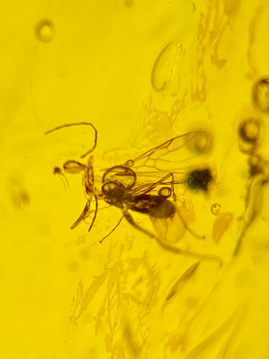 Ámbar Dominicano con Mosquito