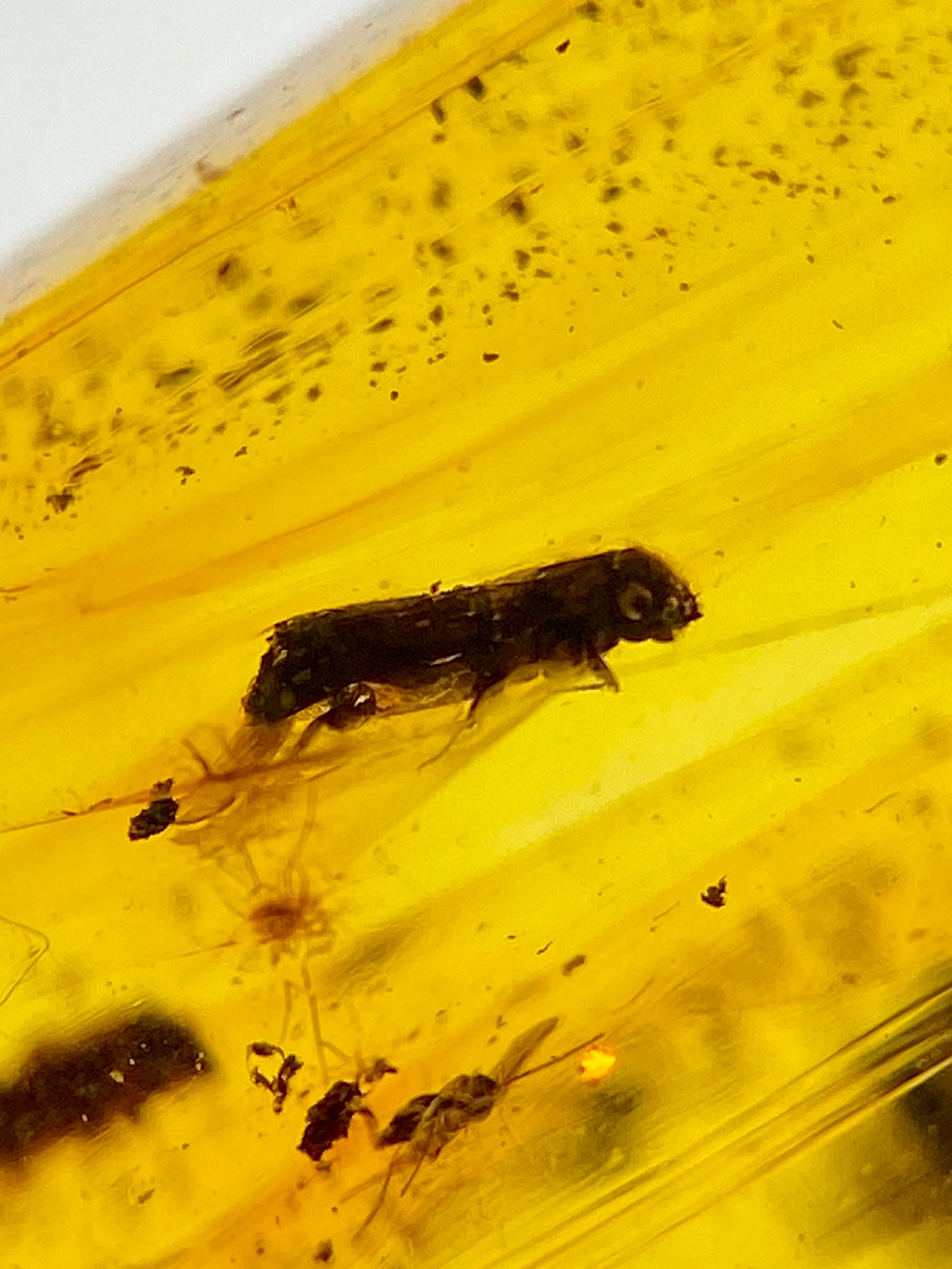 Ámbar Dominicano con Mosca y Carcomas