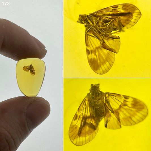 Ámbar Dominicano con Polilla