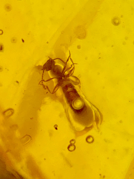 Ámbar Dominicano con Termita