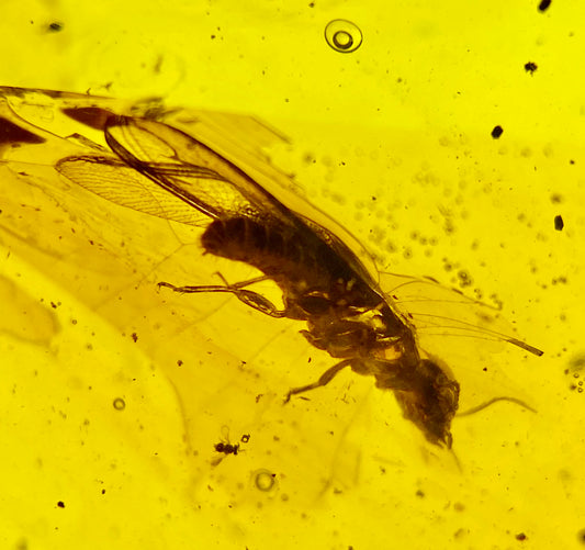 Ámbar Dominicano con Termita Alada