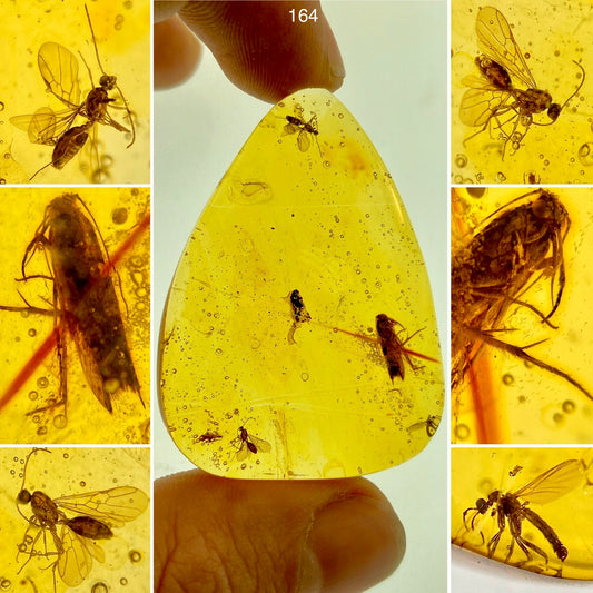 Ámbar Dominicano con Polilla
