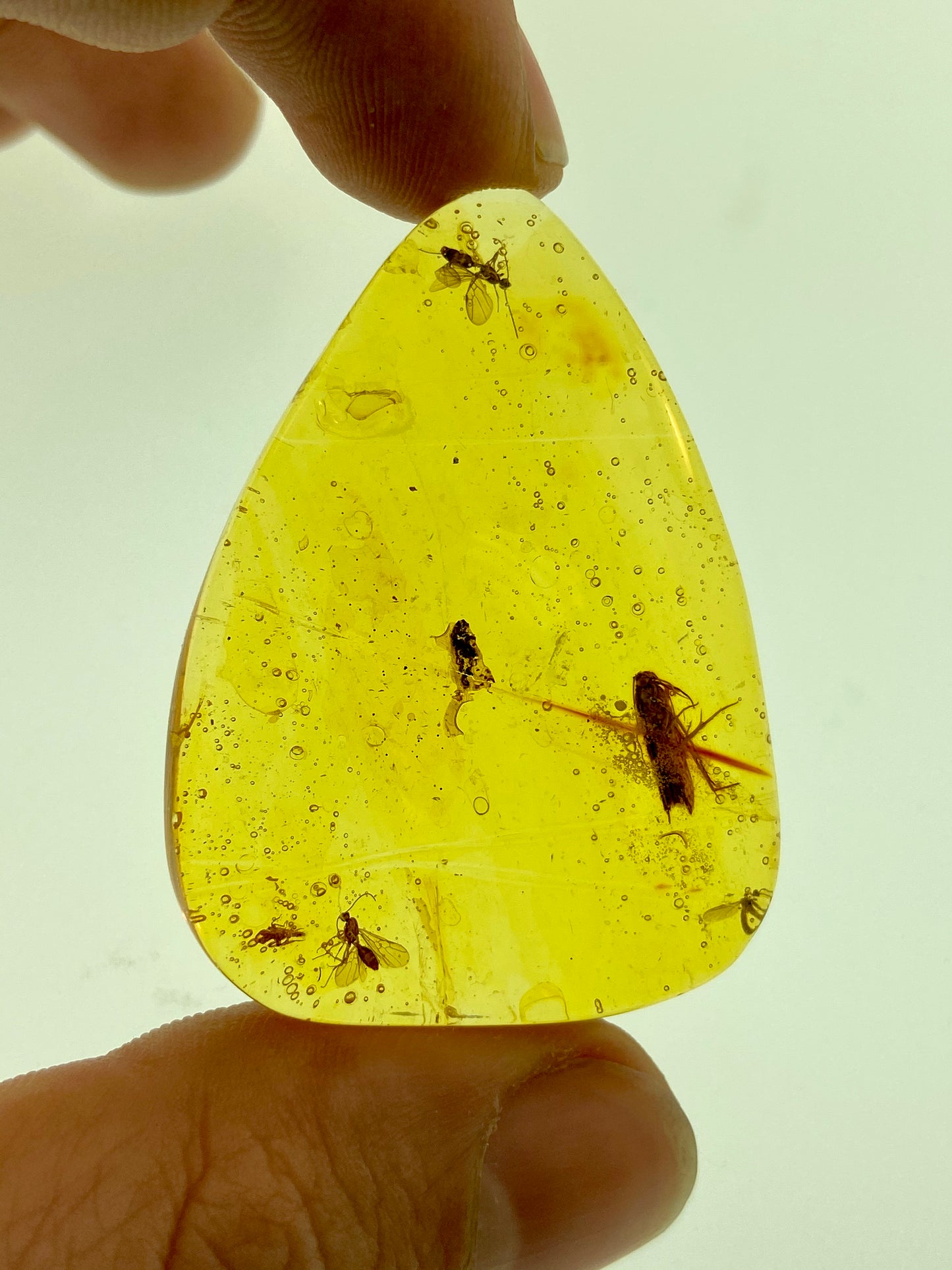 Ámbar Dominicano con Polilla