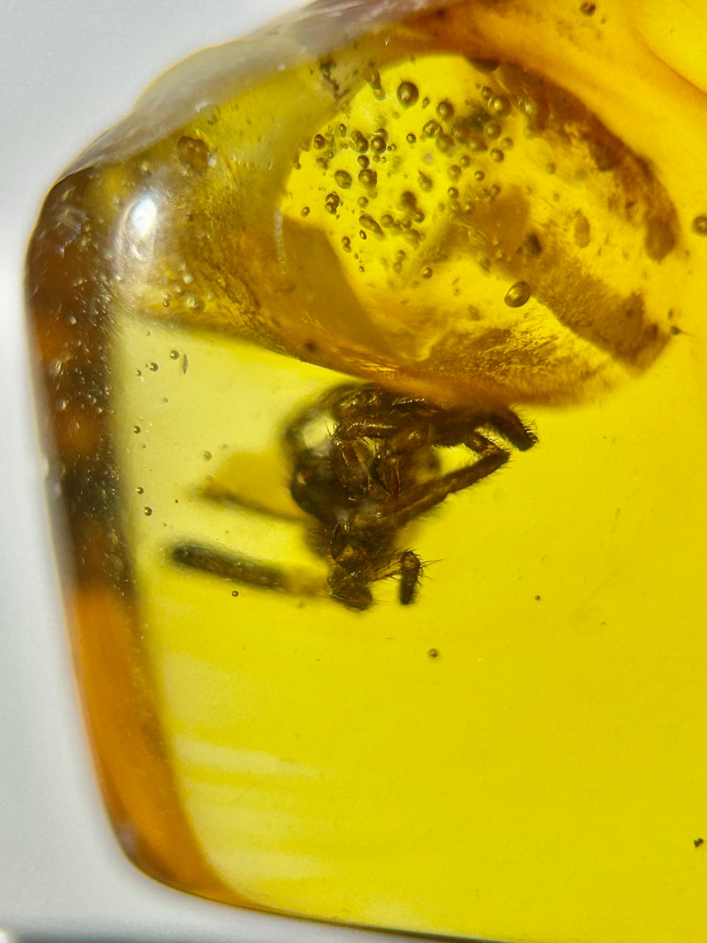 Ámbar Dominicano con Araña
