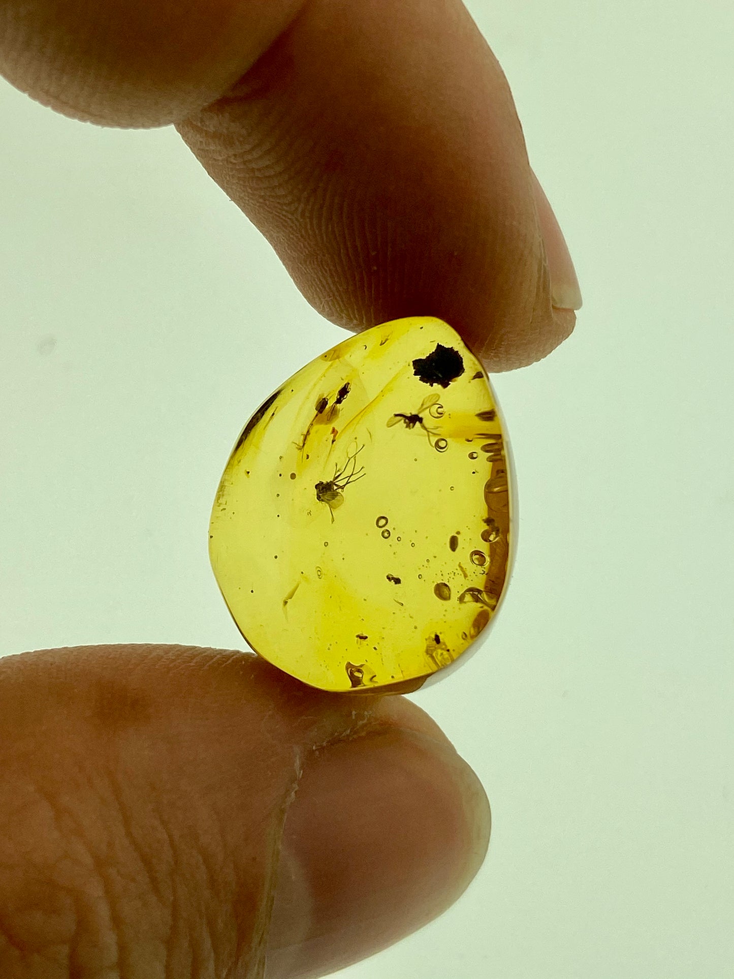 Ámbar Dominicano con Araña